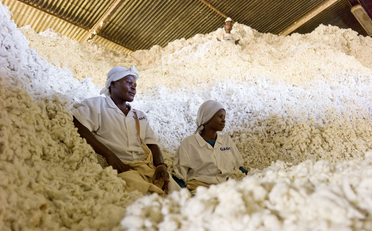 Cotonea Bio-Baumwolle vom Fair-Trade-Anbauprojekt in Uganda